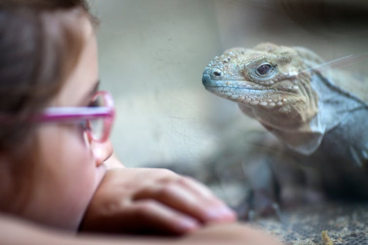 A child with spectacles looks closely at a monitor lizard through glass.